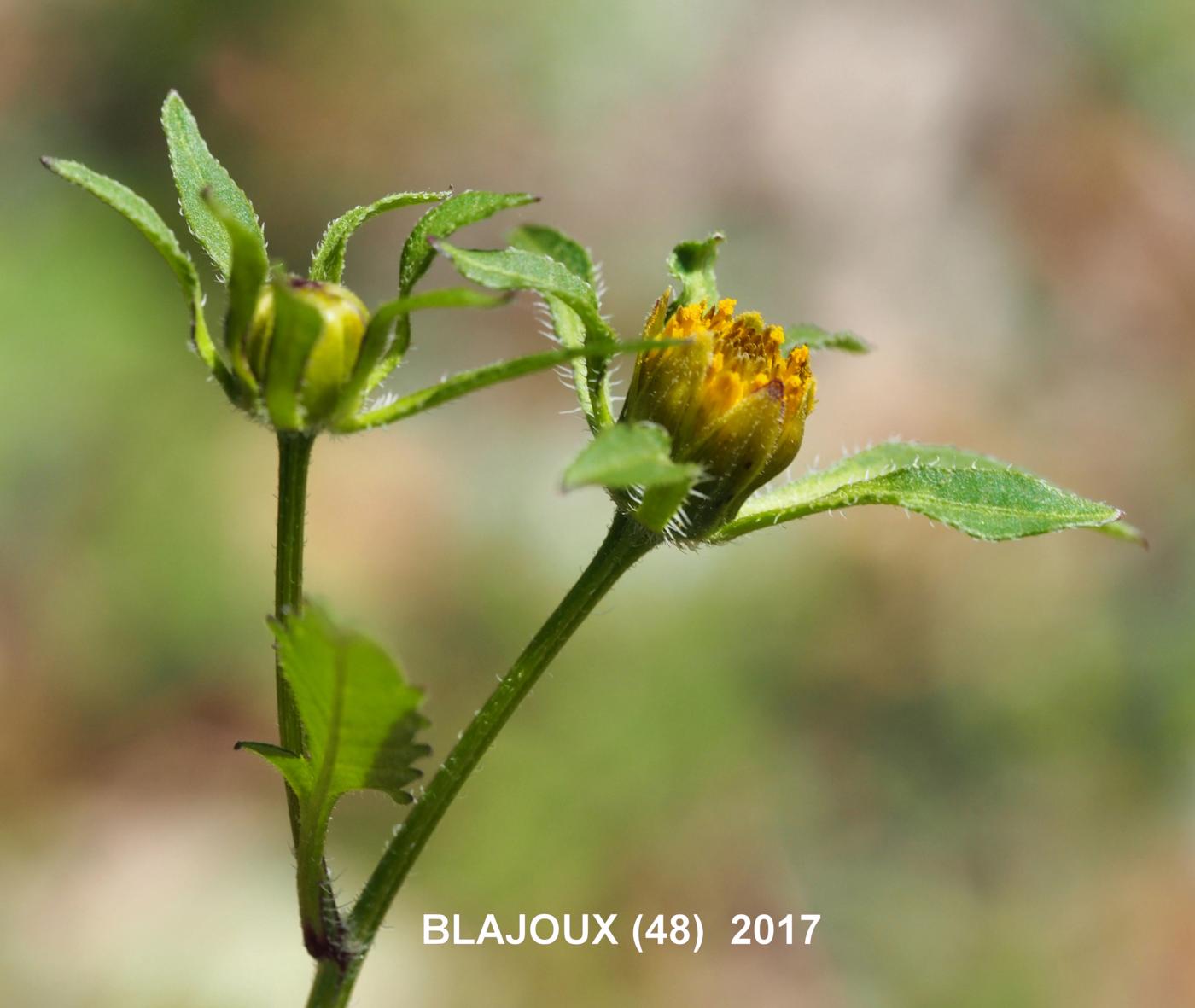 Bur marigold, (Black-fruited) flower